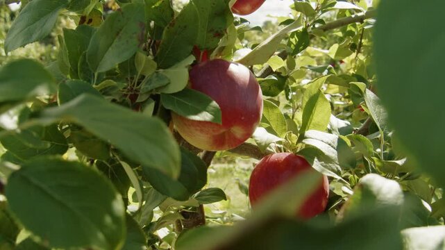 A Stunning View Of An Apple Orchard In Nova Scotia, Canada, With Red Apples Ripening On The Branches. This Footage Perfectly Captures The Essence Of Autumn In The Countryside.