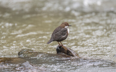 Dipper standing on a rock in a river, close up
