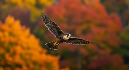 Obraz premium Peregrine Falcon in Autumn Flight - A peregrine falcon soars gracefully against a vibrant backdrop of autumn foliage, showcasing its powerful wings and sharp gaze