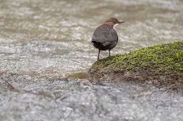 Dipper standing on a moss covered rock in a river, close up