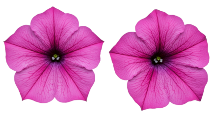 Isolated Pink Petunia Flowers