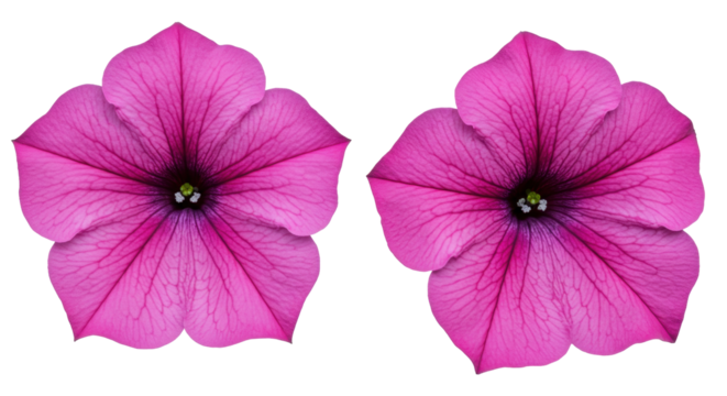 Isolated Pink Petunia Flowers