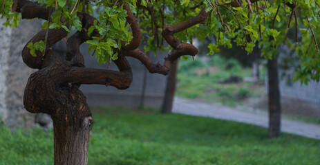 Green grass grows under the mulberry tree.