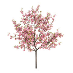 3D Rendered Cherry Tree Sapling with Pink and White Flowers Isolated on Transparent Background