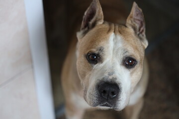 A friendly dog with a brown and white coat looks directly at the camera, great for pet-related or wildlife photography concepts