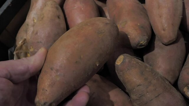 A man picks up a sweet potato tuber, Batata & kumara at a vegetable counter in a store (Ipomoea batatas)_v12