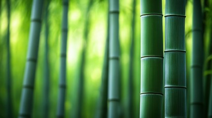 Obraz premium Serene Bamboo Forest: Close-Up View of Tall Green Stalks in a Lush, Natural Setting with Blurred Background