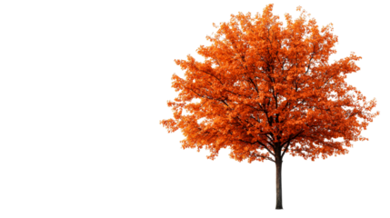 Autumn tree with bright orange leaves, isolated , cut out transparent