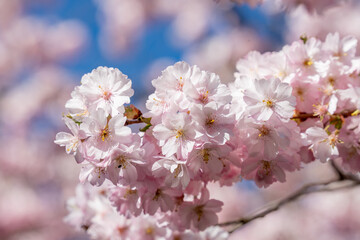 A close up of a pink Sakura flower with a blue sky in the background