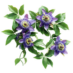 A Full Passionflower Vine with Vibrant Purple Blooms Isolated on Transparent Background