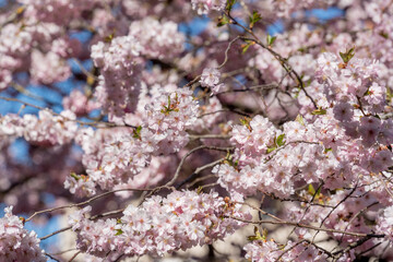 A tree full of pink Sakura flowers is in the middle of a blue sky