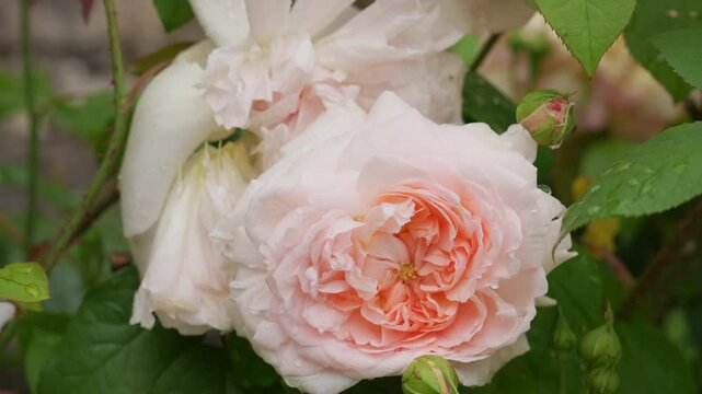Pink rose in a garden