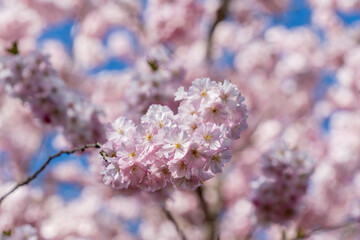 A branch of pink Sakura flowers is hanging from a tree