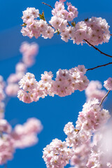 A Sakura tree with pink flowers is in the sky