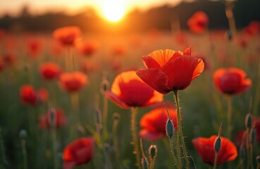 Obraz premium Poppy field at sunset. Red flowers in bloom, green grass. Sunlight, vibrant colors. Remembrance day memorial symbol, peaceful scenery. Nature beauty, rural landscape in spring, summer.