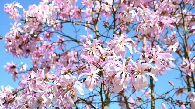 Beautiful pink flowers Magnolia stellata. the star magnolia. Spring bloom. Nature background.