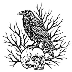 vector illustration of a bird crow 