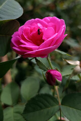 Pink rose
