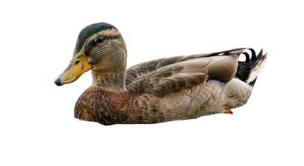 Isolated Mallard Duck