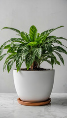 Fototapeta premium Flourishing plant in a white pot for modern interiors.