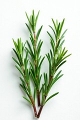 Fototapeta premium Sprigs of rosemary with needle-like leaves against a bright white backdrop, evergreen, rosemary