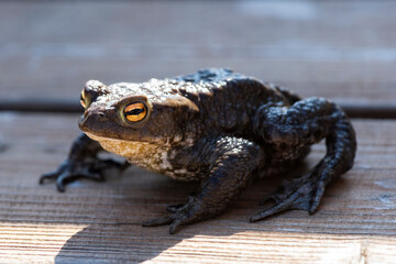 A toad sits on a wooden surface
