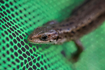 Lizard on green mesh fabric