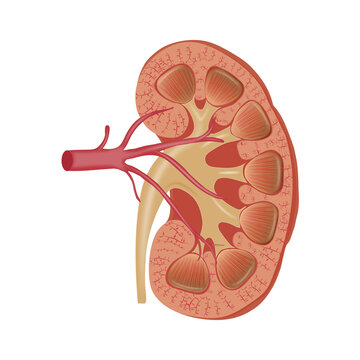 Illustration of Kidney Section