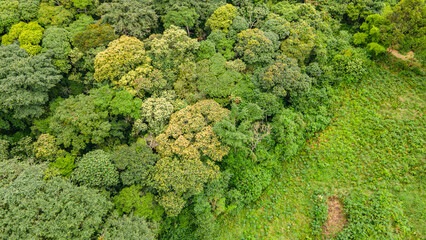Naklejka premium Lush Green Forest Cover in Cauca, Colombia: A Nature Haven for Eco-Tourism and Adventure
