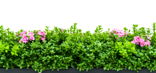 Lush green hedge with pink flowers, cut out transparent
