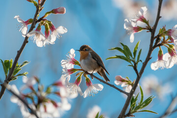 Obraz premium Spring serenity with robin on blooming branch against turquoise sky