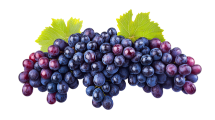 Blue grapes bunch with leaves, fresh fruit harvest, cut out transparent