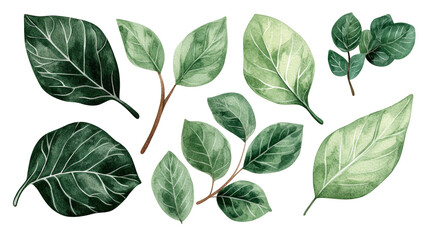 Botanical watercolor leaves, isolated on black, cut out transparent