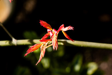 New leaf in the spring time