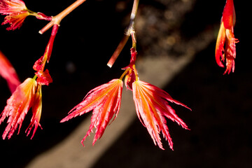 New leaf in the spring time