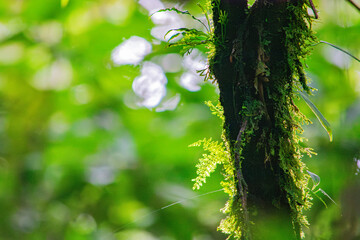 Lush Greenery and Moss on a Tree Trunk in the Heart of Cauca, Colombia