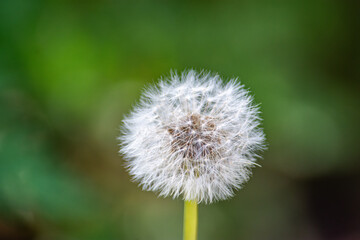 Close-up of a Dandelion Seed Head Against a Soft Green Background in Cauca, Colombia