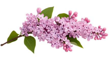 Blooming lilac branch with pink petals and green leaves, cut out transparent