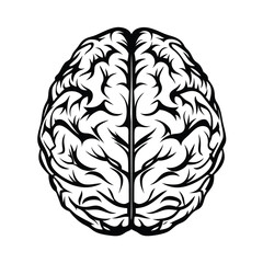 Brain Anatomical, Medical, Thinking Organ, Intelligence, Vector, Outline