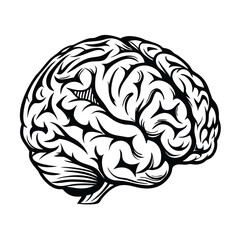 Intricate Line Art of a Human Brain, Anatomical Design, Black Ink on White Background