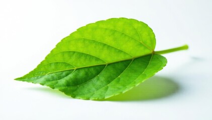 Obraz premium Single leaf isolated on white background with slight yellowing, foliage, botanical, floral