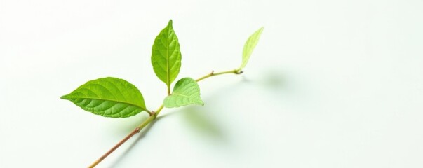 Fototapeta premium Single stem with leaves on a white background, plant, botanical