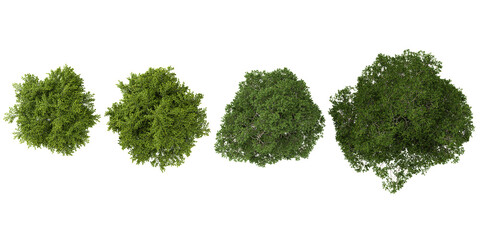 3d illustration of Weeping willow,Elm trees on transparent background from top view
