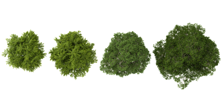 3d illustration of Weeping willow,Elm trees on transparent background from top view