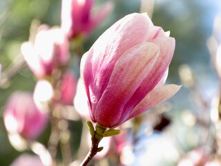 pink magnolia blossom