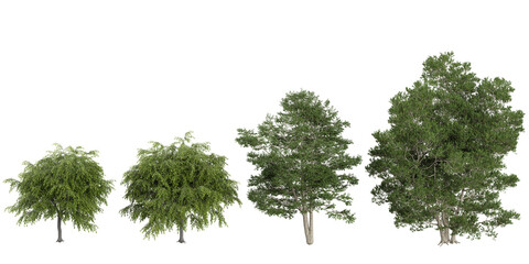 3d illustration of Weeping willow,Elm trees on transparent background