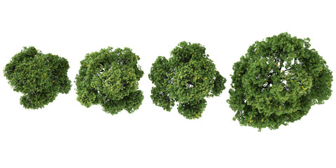 Obraz premium Beautiful tree Realistic on a transparent background from the top view