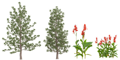 Collection of Agathis robusta,Indian shot trees on transparent background