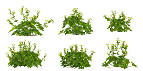 Collection of Alchemilla vulgaris plants on transparent background