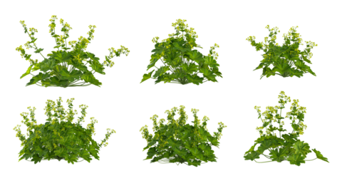 Collection of Alchemilla vulgaris plants on transparent background